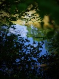 Thinking pond