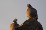Wedlock would be nibbling.<br>18 July 2014 (741a)