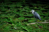 Herons log