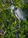 13-05 Galapagos 16.jpg