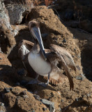 13-05 Galapagos 20.jpg