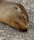 13-05 Galapagos 38.jpg