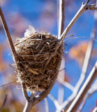 13-10 Humingbird nest.jpg