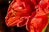 15-12 Amaryllis-2.jpg