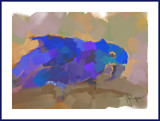 macaw