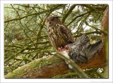 Oehoe - Bubo bubo - Eurasian Eagle-Owl