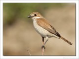 Grauwe Klauwier - Lanius collurio - Red-backed Shrike