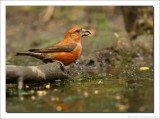 Kruisbek - Loxia curvirostra - Red Crossbill