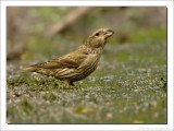 Kruisbek - Loxia curvirostra - Red Crossbill