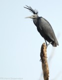 Zwarte Reiger - Egretta ardesiaca - Black Heron