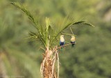 Blauwbuikscharrelaar - Coracias cyanogaster - Blue-bellied Roller