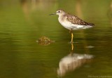 Bosruiter - Tringa glareola - Wood Sandpiper