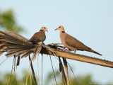 Roodoogtortel - Streptopelia semitorquata - Red-eyed dove