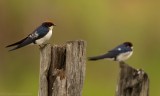 Roodkruinzwaluw - Hirundo smithii - Wire-tailed Swallow