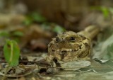 Langstaartnachtzwaluw - Caprimulgus climacurus - Long-tailed Nightjar