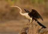 Afrikaanse Slangenhalsvogel - Anhinga rufa - African Darter