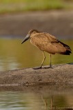 Hamerkop - Scopus umbretta 