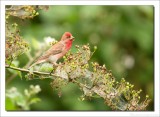 Roodmus - Carpodacus erythrinus - Scarlet Rosefinch