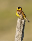 Zwartkopgors - Emberiza melanocephala - Black-Headed Bunting