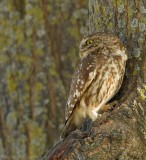 Steenuil - Athene noctua - Little Owl