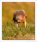 Buizerd - Buteo buteo - Common Buzzard