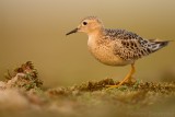 Blonde Ruiter - Tryngites subruficollis - Buff-breasted Sandpiper