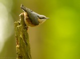 Boomklever    -    Nuthatch