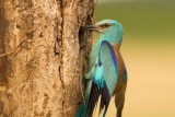 Scharrelaar - Coracias garrulus - Roller