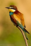 Bijeneter - Merops apiaster - Bee-eater