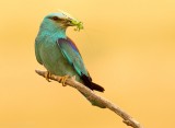 Scharrelaar - Coracias garrulus - Roller