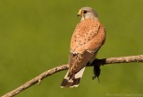 Torenvalk - Falco tinnunculus - Common Kestrel