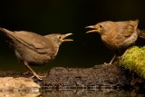 Merel - Turdus merula - Blackbird