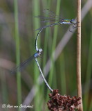 Tengere Pantserjuffer met Watersnuffel Kootwijk 29 augustus 2014