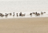 Bodega Bay  & The Sonoma Coast