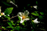 Flowers From the Garden