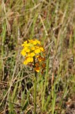 Wildflowers of Mt. Diablo