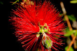 Flowers From the Garden