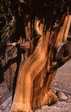 Patriarch Grove . Ancient Bristlecone Forest at 12,000 ft elevation