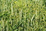 weeds or fodder
