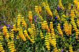 California wildflowers