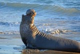 Elephant Seals of Piedras Blancas