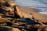 Elephant Seals of Piedras Blancas