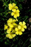 Flowers From the Garden