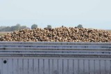 Delta potato harvest