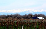 Sierra snow...valuable summer  drought relief