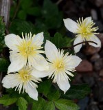 Flowers From the Garden