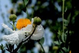 Flowers From the Garden