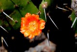 Desert Blooms & Succulents