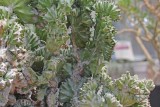 Desert Blooms & Succulents