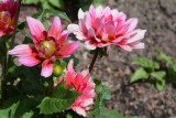 Flowers From the Garden